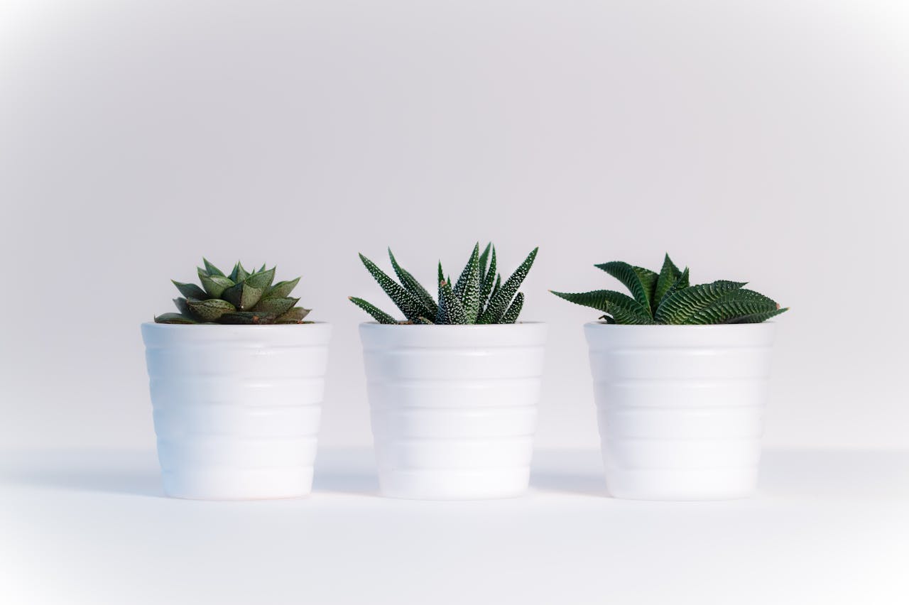 services-01 Three succulents in white pots on a white background, showcasing minimalist decor.