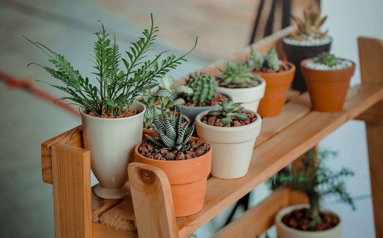 services-03 Close-up of diverse succulents in pots on a wooden shelf indoors, showcasing natural beauty.